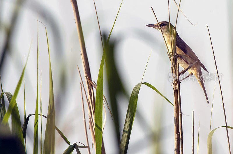 大苇莺(Acrocephalus arundinaceus)